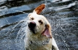 Dog Shaking Water Off Clearance, SAVE 56%.